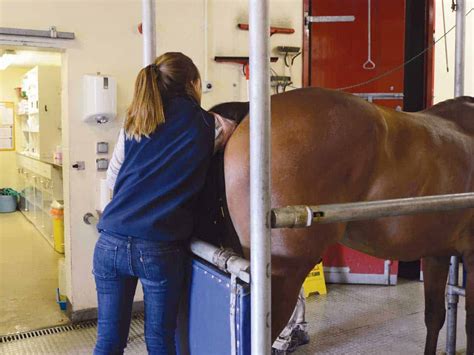 Equine Rectal Examination